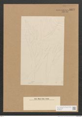 Berkeleya sp. (de-Toni-Nr.: Genus 21) Zeichnungen Sammlung Grunow Nr. 2377 (NHMW-BOT-W0369512)